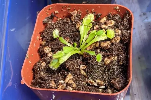 Baby Venus flytrap