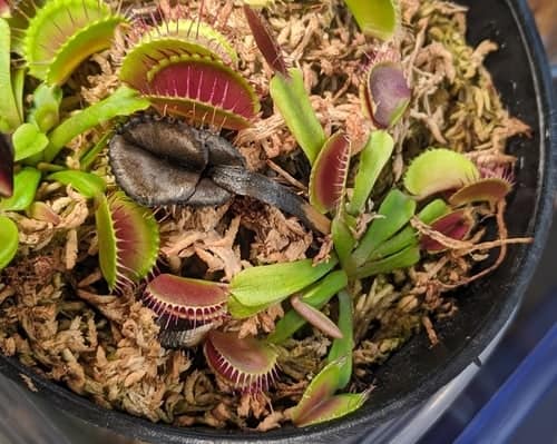 Why Is My Venus Fly Trap Closed? – Venus Flytrap World