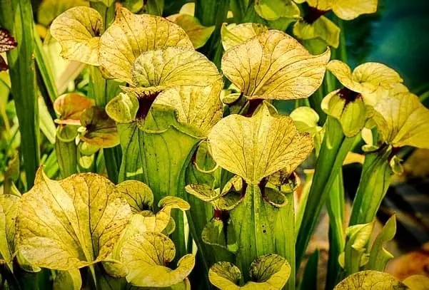 Yellow Pitcher Plant