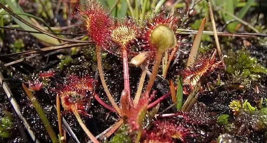 Drosera rotundifolia