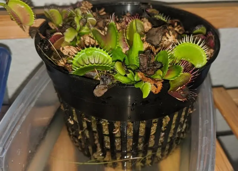 Fly traps can also grow in plastic net pots