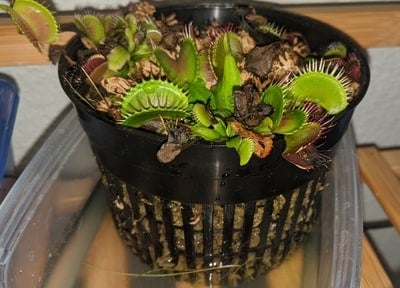 vft algae