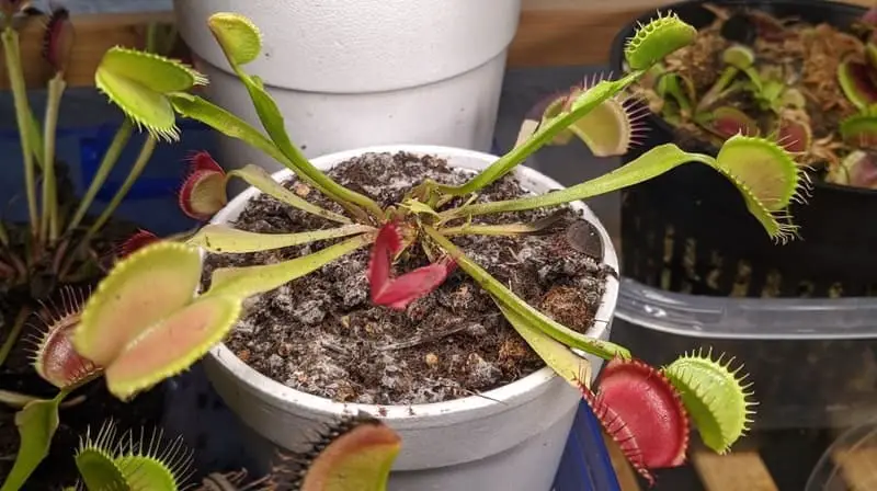 Venus fly trap white mold