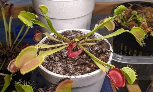 Venus flytrap mold