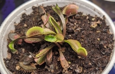 7 Signs Your Venus Fly Trap Needs More Light