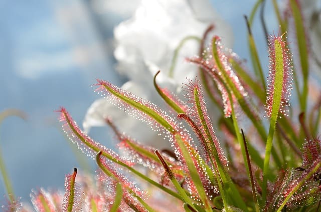 Drosera Capensis