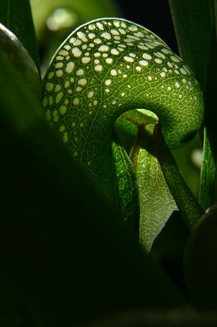 Cobra Lily