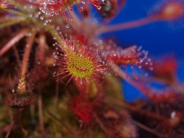 spatulata sundew drosera