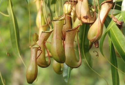 Are Pitcher Plants Poisonous?