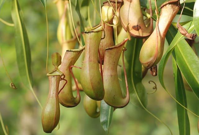 Pitcher plants