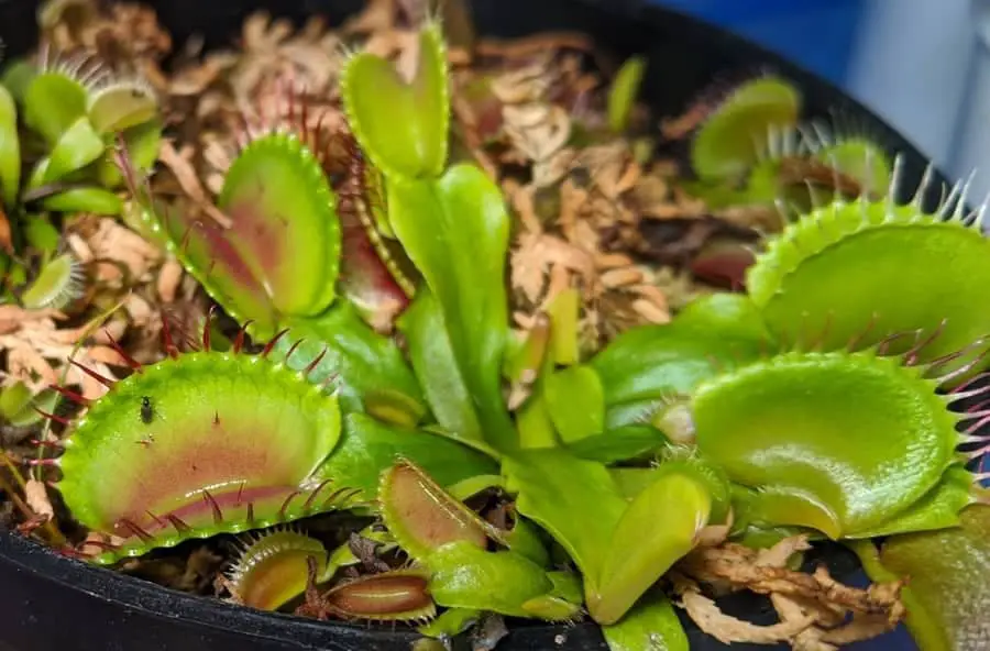 b 52 venus fly trap with a gnat