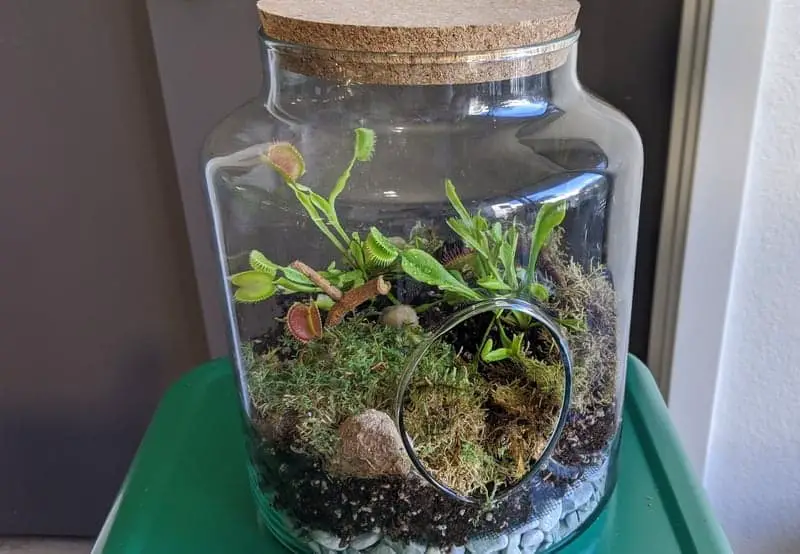 Venus flytrap terrarium