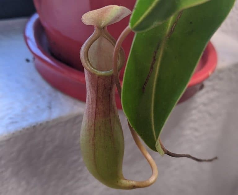 How to Care for Pitcher Plants Indoors Growing Guide