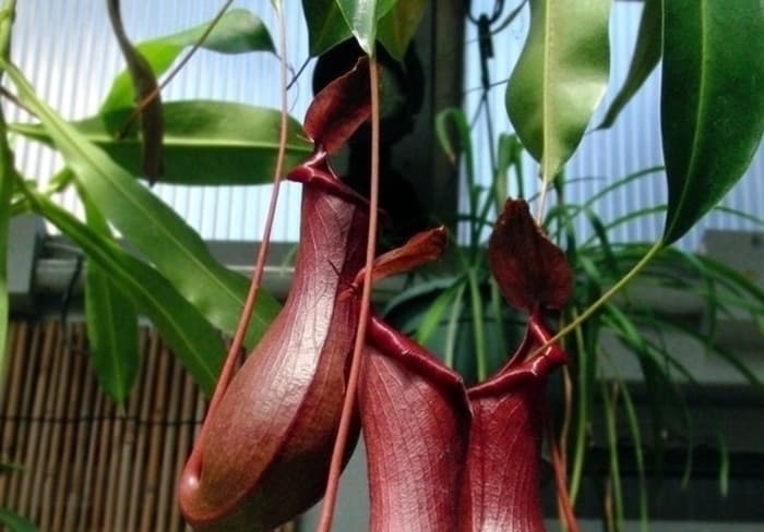 Nepenthes Pitcher Plant