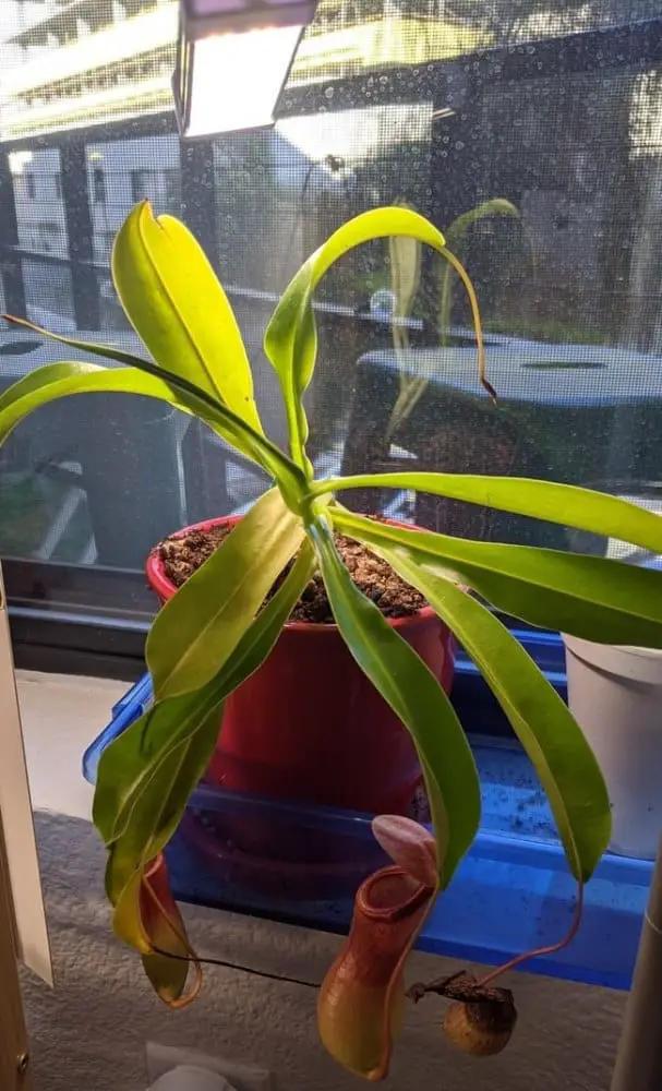 pitcher plant indoors