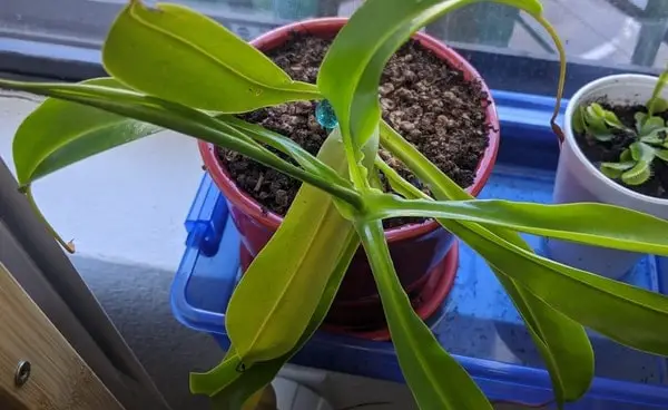 pitcher plant with no pitchers