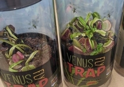 venus flytrap dying