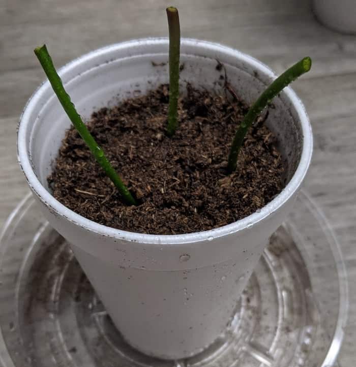 flower stalk propagation