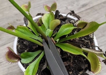 venus flytrap flower