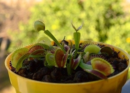 Venus flytrap light windowsill