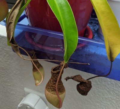 Why Is My Pitcher Plant Turning Black?