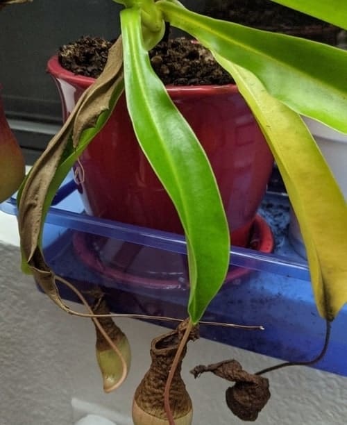 Pitcher plant black leaves