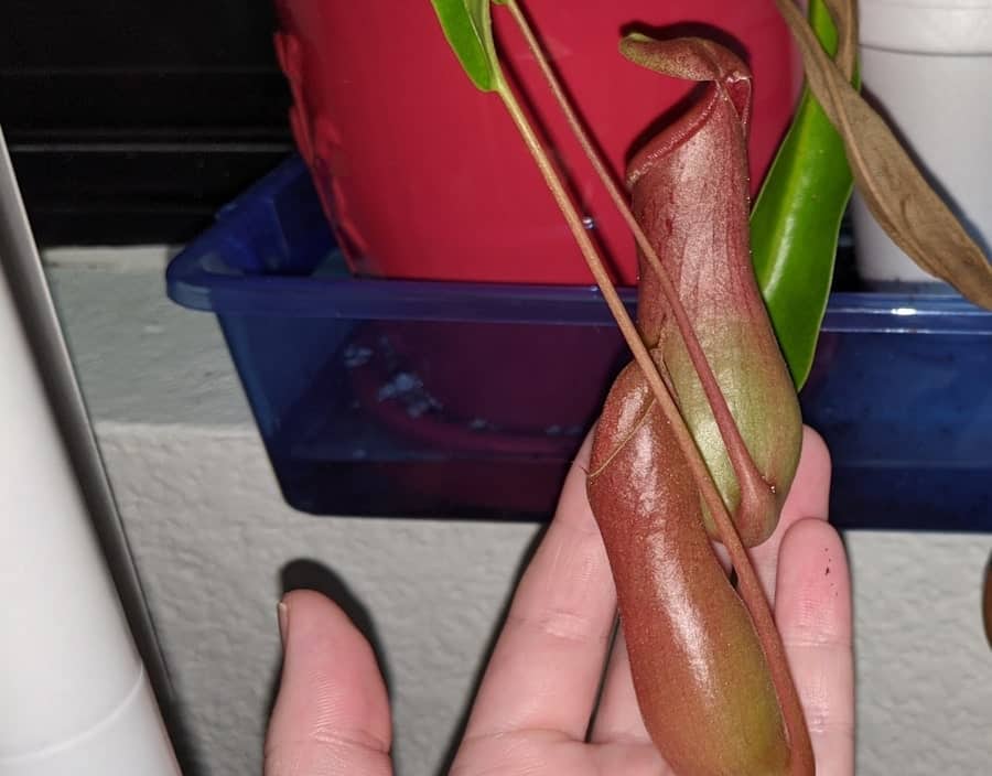 Pitcher plant open and closed