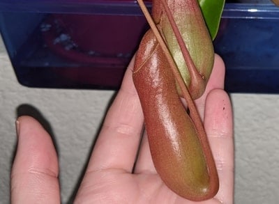 Why Is My Pitcher Plant Closed and How to Fix It