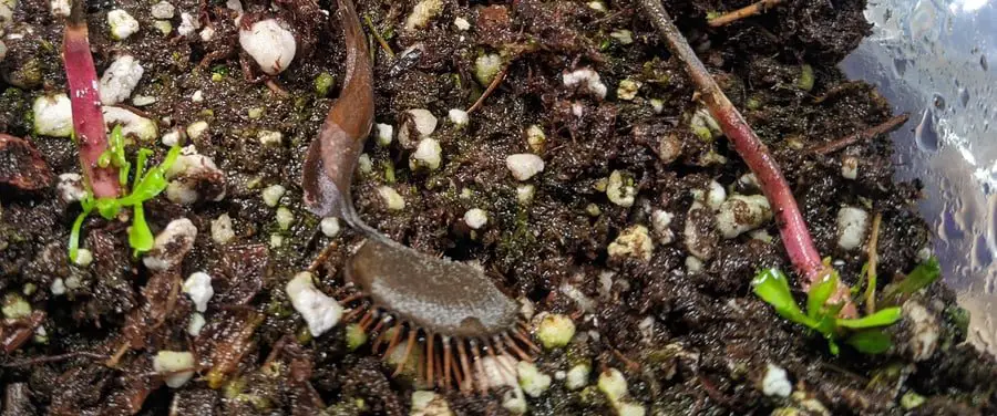 seedling leaf pulling