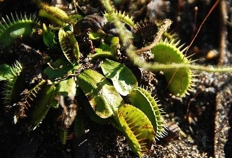 venus flytrap