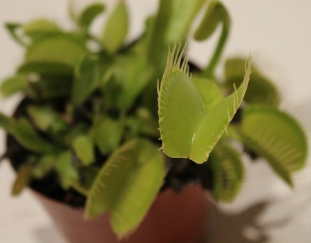 How Often Should You Water a Venus Flytrap to Keep It Alive?