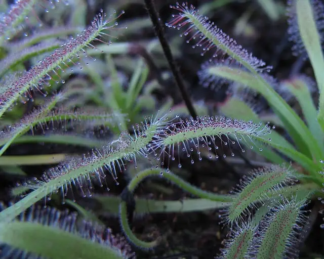 Drosera Capensis Care Instructions with Care Sheet