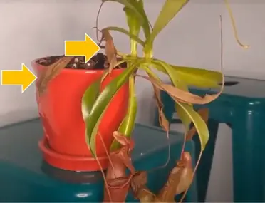 Pitcher plant care dead pitchers