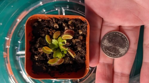 Venus Fly trap seedling (5 months old)