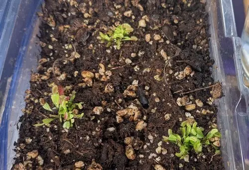 Venus fly trap seedlings