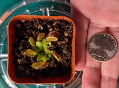 Venus Flytrap Seedling Care Guide (6 Major Considerations)