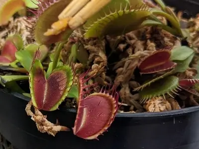 Feeding Venus fly trap