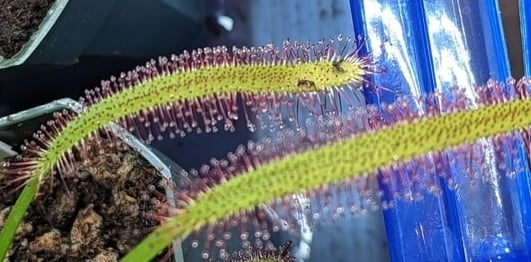 Drosera capensis consuming gnats