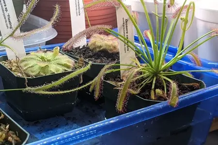 How to Properly Water a Sundew: Water Type, Tips, and Guide