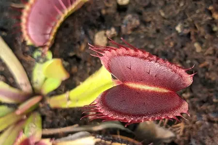 Venus fly trap trigger hairs