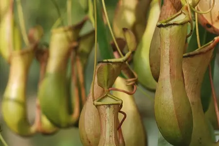 How To Properly Water a Pitcher Plant to Keep It Healthy