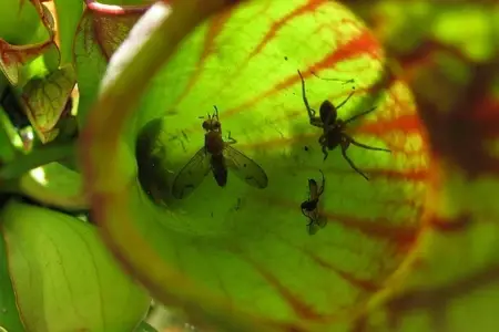 Sarracenia capturing pests