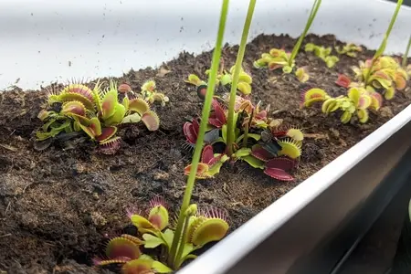 The Best Pots for Venus Flytraps – Complete Guide