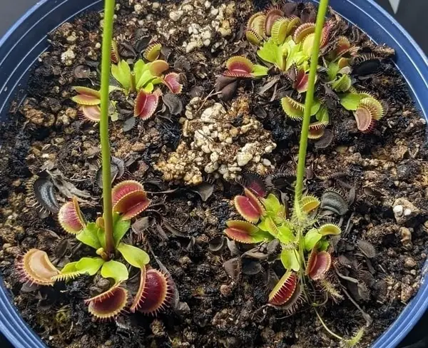 Mature Venus flytraps