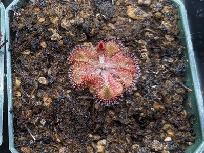 The Best Soil Options for Sundews (Plus Planting Tips)