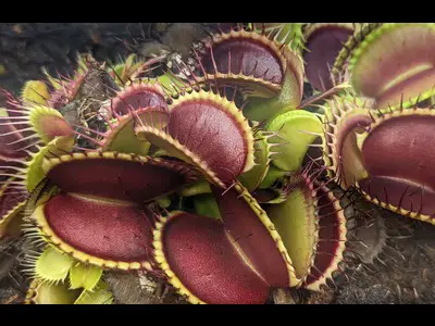 Venus Flytrap Light Requirements Explained- Outdoor & Indoor