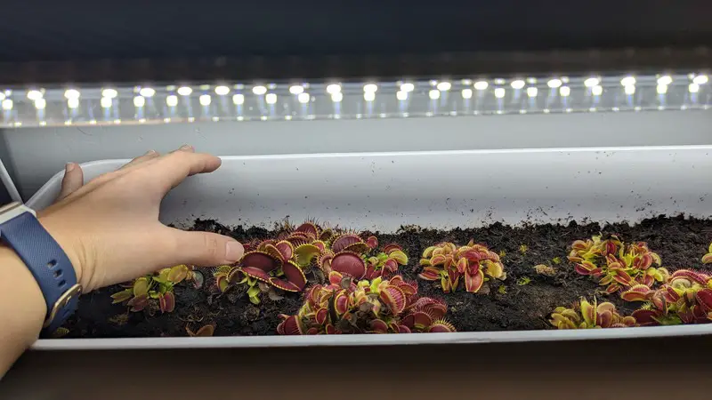 Venus fly trap growing under LED lights