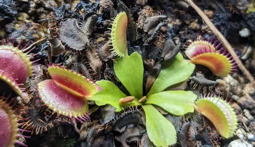 Venus Flytrap With One Closed Leaf