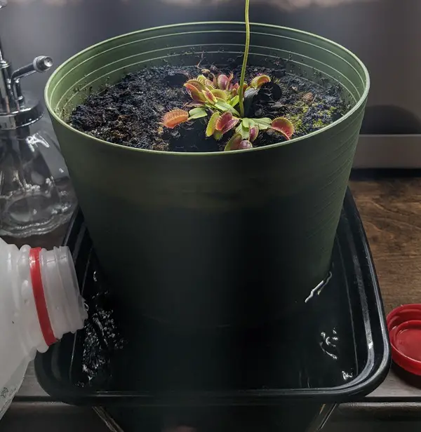 Watering a Venus fly trap with the tray method and distilled water