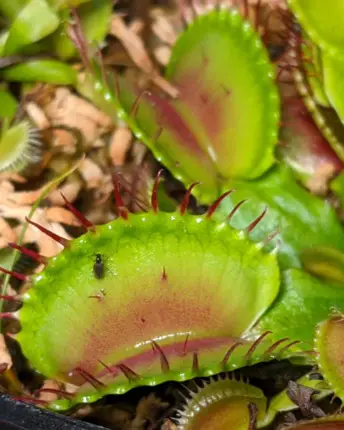 trigger hairs venus fly trap